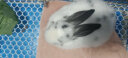 朗缤 兔子活体宠物兔活体新西兰肉兔公主兔小白荷兰侏儒活物兔子宠物 灰花公主兔1只 实拍图