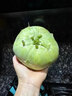 言片光新鲜苤蓝 云南青芥兰 芥菜头 农家自种现砍现发时令生鲜蔬菜 净重2斤装【鲜嫩脆甜】现砍现发 实拍图