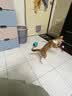 阿莫尔宠物猫咪自嗨漏食球玩具长杆逗猫棒磨牙耐咬不倒翁解闷小猫 蓝色漏食不倒翁 实拍图