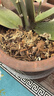 漫生活兰花专用土6L 营养土养花土壤松树皮椰糠泥炭土种植土蝴蝶兰花土 实拍图