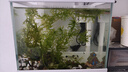森森（SUNSUN）超白鱼缸一体缸自循环客厅水族箱桌面家用懒人免换水小型金鱼缸 超白HEJ250标配 带滤材+棉 实拍图