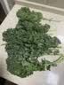 新鲜羽衣甘蓝生鲜蔬菜嫩叶云南甘兰芥蓝西餐沙拉榨汁减脂直播间 羽衣甘蓝减脂尝鲜装0.5斤 实拍图