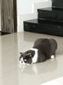 哈药妙多安猫咪疫苗猫三联疫苗1针+科旺优1针猫幼猫疫苗妙三多平替 实拍图
