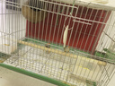 茨格曼 虎皮鹦鹉鸟窝咬不烂椰子壳窝【打磨螺丝款大号】鸟繁殖箱配件 实拍图
