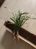 劉閣蘭花四季素心大凤素夏带花苞出售有香味的花苗室内阳台绿植物花卉盆栽 2苗连体裸根 实拍图