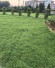 卓天（ZHUOTIAN）进口草坪种子草籽四季常青矮生免修剪庭院护坡绿化耐寒耐旱草种子 美国四季青一斤 实拍图