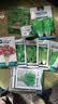 北蔬 红苋菜种子种苗圆叶汉菜种子四季蔬菜种籽 北蔬红苋菜种子4000粒 实拍图