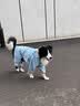 MIKI PAD狗狗雨衣全包四脚防水衣服春秋宠物中大型犬金毛萨摩耶防脏神器 蓝色暴力熊雨衣 7XL（建议背长67cm以内，建议体重65-80斤） 实拍图