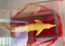 金水堂绒沙招财金龙鱼摆件开业摆件礼物送人开张高档乔迁礼品办公室摆件 【京仓速发】大号约27*15*29cm 实拍图