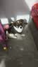 混血柯基柯基犬幼犬黄白短腿小型纯种宠物狗三色活物柯基小白三色 混血级 柯基混公+精品品相+运输笼+运输粮 晒单实拍图