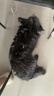 束洛非泼罗尼喷雾剂宠物犬猫体外驱虫药幼猫小狗蜱虫跳蚤虫卵环境驱杀 2周龄以上可用 100ml*1瓶 【顺丰急速发货】 晒单实拍图
