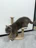 HELLOJOY猫玩具逗猫棒猫咪自嗨解闷神器懒人自动羽毛带吸盘铃铛猫咪用品 实拍图