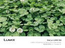 松下（Panasonic）Lumix S5M2 全画幅相机 L卡口 微单相机 无反数码相机 【2060原封套机】+【85mmF1.8白盒】套装 实拍图
