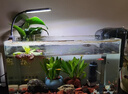 boxtech鱼缸灯led灯迷你夹灯水族鱼缸造景专用小型孔雀鱼金鱼水草补光灯 3W小型鱼缸专用灯-L01 实拍图