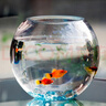 易萌 桌面鱼缸 金鱼缸 玻璃花盆水培 养花养鱼玻璃 球形圆形鱼缸25cm 实拍图