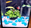 HANYANG白晶沙水草鱼缸底砂雨淋化妆白色造景细沙免洗龟缸水族养鱼1kg 实拍图
