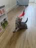 舒腾中华田园小猫咪活体田园猫宠物家养猫咪橘猫幼猫活体土猫狸花猫咪 田园级 橘猫 公（幼猫两个月左右） 实拍图