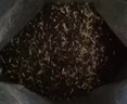 BOTH 狗粮清火 鸭肉梨 中小型犬 比熊泰迪柯基 全期 烘焙狗粮3斤 实拍图