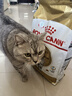 皇家猫粮 美短成猫粮 ASA31 通用粮 12月以上 4.5KG 实拍图