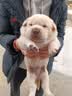 疯狂小狗牛肉香菇狗粮 营养双拼 比熊犬拉布拉多 冻干犬粮囤货装通用型 【鸡肉蓝莓】美毛明眸20斤 实拍图