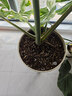 爱丽思（IRIS）特大号圆形花盆种树庭院超大加厚大盆景树木无花果蓝莓果树种植盆 12号米色 约17L (口径35.8cm) 实拍图