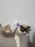 阿莫尔猫咪衣服春夏季薄款透气连衣裙防掉毛布偶英短德文猫宠物狗狗衣服 紫色蝴蝶结【可牵引】 XS【胸围30cm，建议1-3斤内】 实拍图
