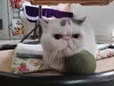 猫咪防猫掉毛吃什么深海鱼油营养片美毛靓毛维生素非药防脱毛神器 1盒【专治猫掉毛】 实拍图