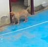 中华田园犬小型长不大适合小孩家养的高智商狗狗活物狗崽狗仔幼犬 田园级 小黄狗+狗粮+狗笼+包邮 母 实拍图