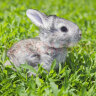 朗缤 兔子活体宠物兔活体新西兰肉兔公主兔小白荷兰侏儒活物兔子宠物 小灰公主兔1只 实拍图