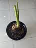 御春阁 滴水观音 水培大苗千手观音植物 水培绿植小盆栽室内花卉 不含盆 70-80cm高左右 实拍图