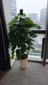 叹为观止大型植物发财树各种大颗盆栽开业乔迁客厅办公室内好养大型花卉 大叶绿萝【1.2-1.4米】 含盆 实拍图