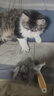 HELLOJOY宠物狗狗猫咪梳子打薄梳去狗猫毛除毛器脱毛刮梳毛刷去浮毛神器 实拍图