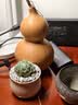 行湘多肉植物组合小盆栽办公室桌面仙人掌仙人球水培绿植花卉源头直发 实拍图