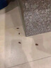 ZYUO日本品牌蟑螂药特效强力家用室内厨房专用孕妇婴儿可用除蟑螂屋饵 1盒装【日本品牌】强效灭蟑 一窝端净 晒单实拍图