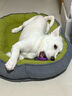 ERGOBABY宠物狗窝猫窝冬季四季保暖可拆洗加大加厚舒适垫子中小型犬用品 实拍图