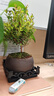 开时果 小叶赤楠盆景中式禅意植物 金丝楠木盆栽办公室内桌面老桩绿植 【热销款】舍得紫砂盆+苔藓+底座 实拍图
