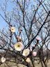 浪莎（LangSha）本命年内裤女纯棉属马年结婚中腰三角裤4条装全棉裆骐骥红女内裤 实拍图