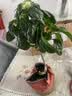 龙吐珠盆栽带花室内桌面好养花卉阳台庭院爬藤植物藤本四季开花苗 3年苗龙吐珠带花（加仑盆）30厘米 含盆 实拍图