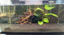 HANYANG黑金沙水草鱼缸底砂雨淋化妆黑色造景细沙免洗龟缸水族养鱼2kg 实拍图