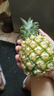广东徐闻香水菠萝新鲜水果生鲜热带孕妇水果整箱包邮 【限时低价】1个装  净重650g起 实拍图