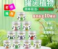 IAM City Farmer紫罗兰DIY植物种植趣味盆栽室内种植好种开学季中秋节礼物10093 实拍图