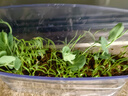 弥鹿（MiDeer）儿童植物种植观察窗阳光房小盆栽玩具小学生幼儿园暑假生日礼物 【经典款】植物冲冲冲 实拍图