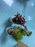 宠小侠水草植物鱼缸真草造景生态全套摆件养鱼增氧铺底阴性水培净化绿植 3杯随机红搭绿草【送种植环】 实拍图
