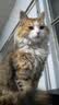 斯家小厨全价全期猫粮卵磷脂营养高蛋白成猫幼猫布偶美短英短通用猫粮 1.5kg 实拍图