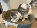 克莉斯汀森（Chris Christensen）美国进口宠物排梳美容猫毛梳狗梳开结造型梳浮毛 【#000经典款】7.5英寸排梳粗加细 晒单实拍图