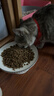 好主人（CARE）金装好主人猫粮2.0 成猫幼猫蓝猫英短通用【试吃装】金装成猫400g 实拍图