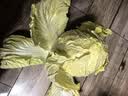 【霜打菜】新鲜大白菜黄心大白菜更甜早餐火锅超市京东包邮 河南大白菜3-5斤净重 实拍图