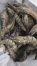 三只海豚黑虎虾大号 净重2斤 30/40规格 大虾 生鲜虾类 聚餐火锅 海鲜烧烤 实拍图