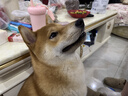 力狼狗粮 全价成犬粮 博美泰迪金毛阿拉斯加边牧大中小犬型粮 【经典配方】成犬专用40斤 实拍图