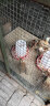 耐尔尼鸡饮水器鸡自动饮水器小鸡鸭鹅雏鸡饮水桶鸡用水槽饮水壶养鸡设备 白帽鸡饮水桶 实拍图